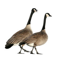 geese 1